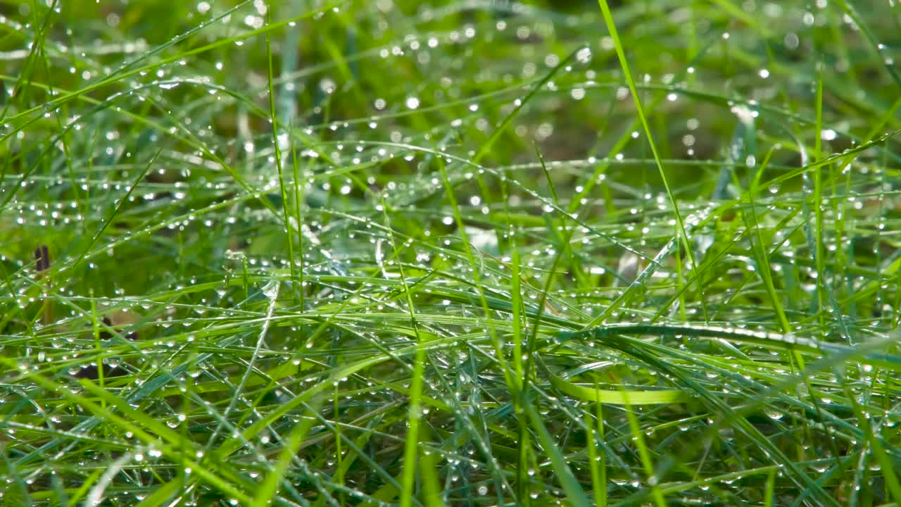 盲雨中的草叶视频下载