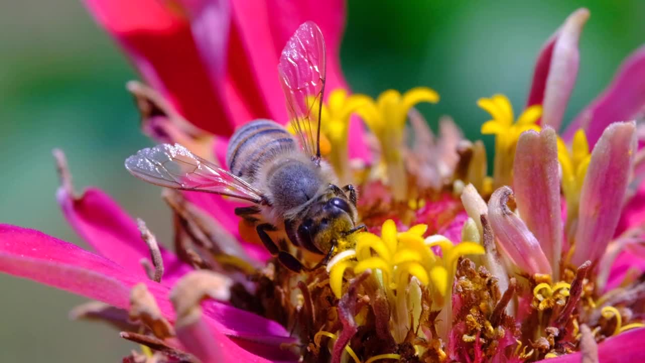 蜜蜂视频下载