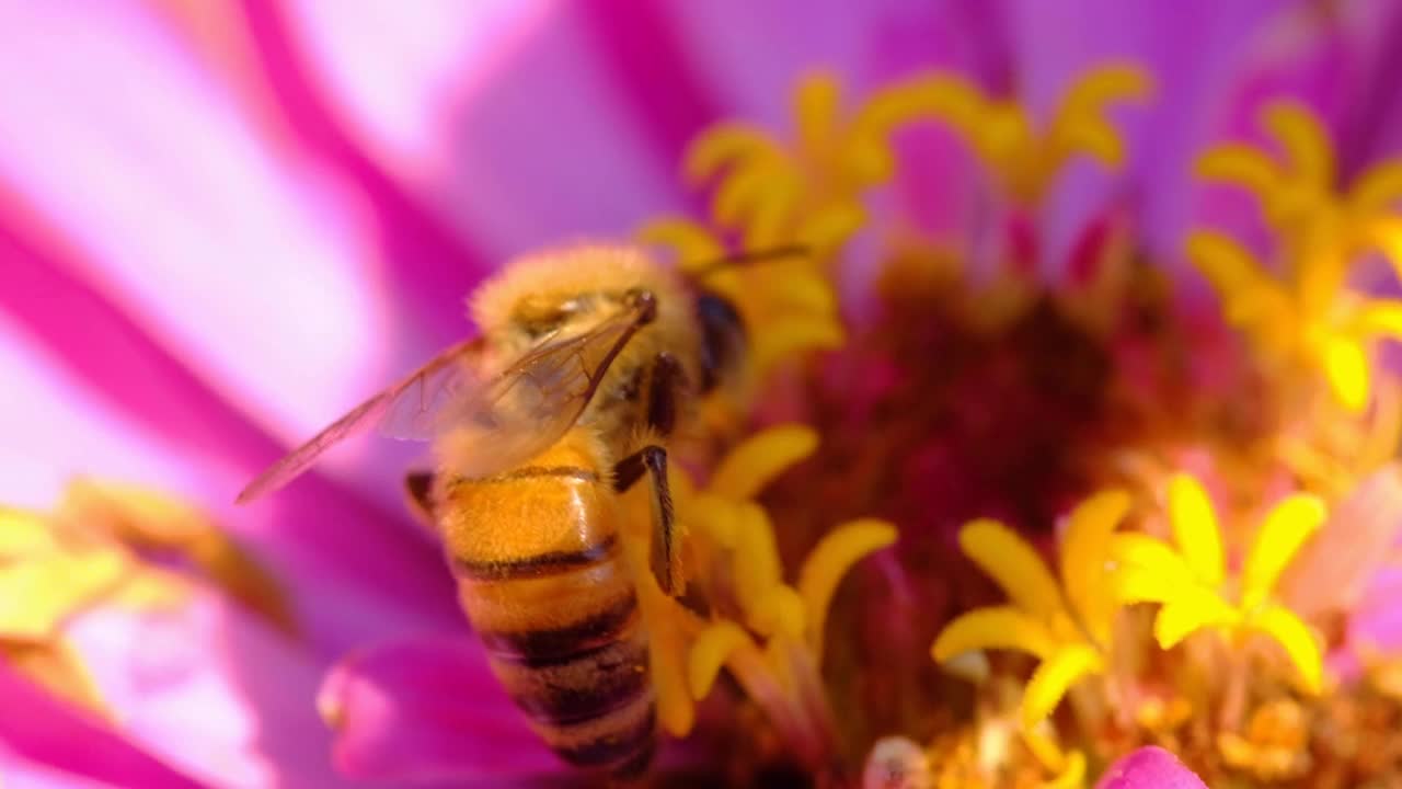 蜜蜂视频素材