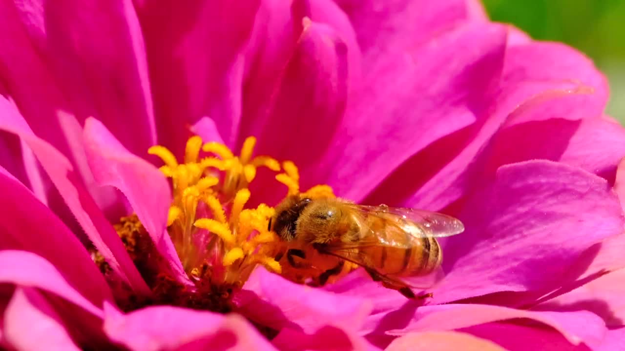 蜜蜂视频素材