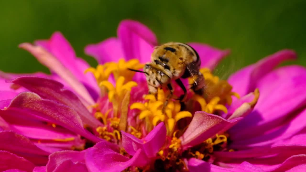 蜜蜂视频素材