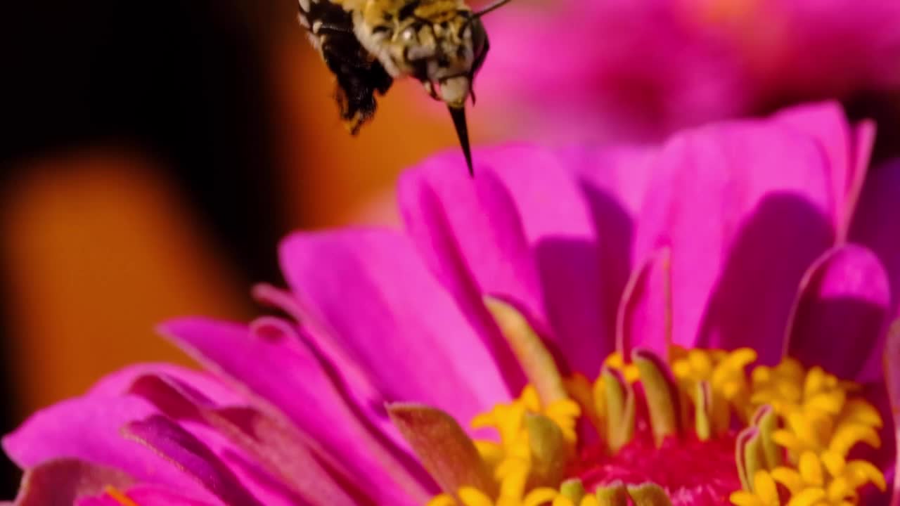 蜜蜂视频下载