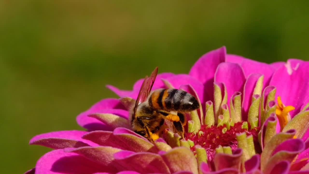 蜜蜂视频下载