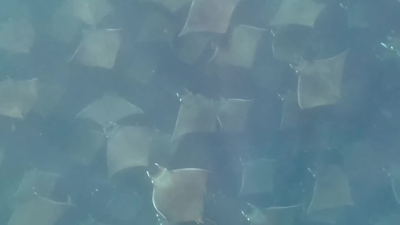 在墨西哥下加利福尼亚南部，一群蒙克的魔鬼鳐(又名蒙克鳐)聚集在一起的4k视频视频下载