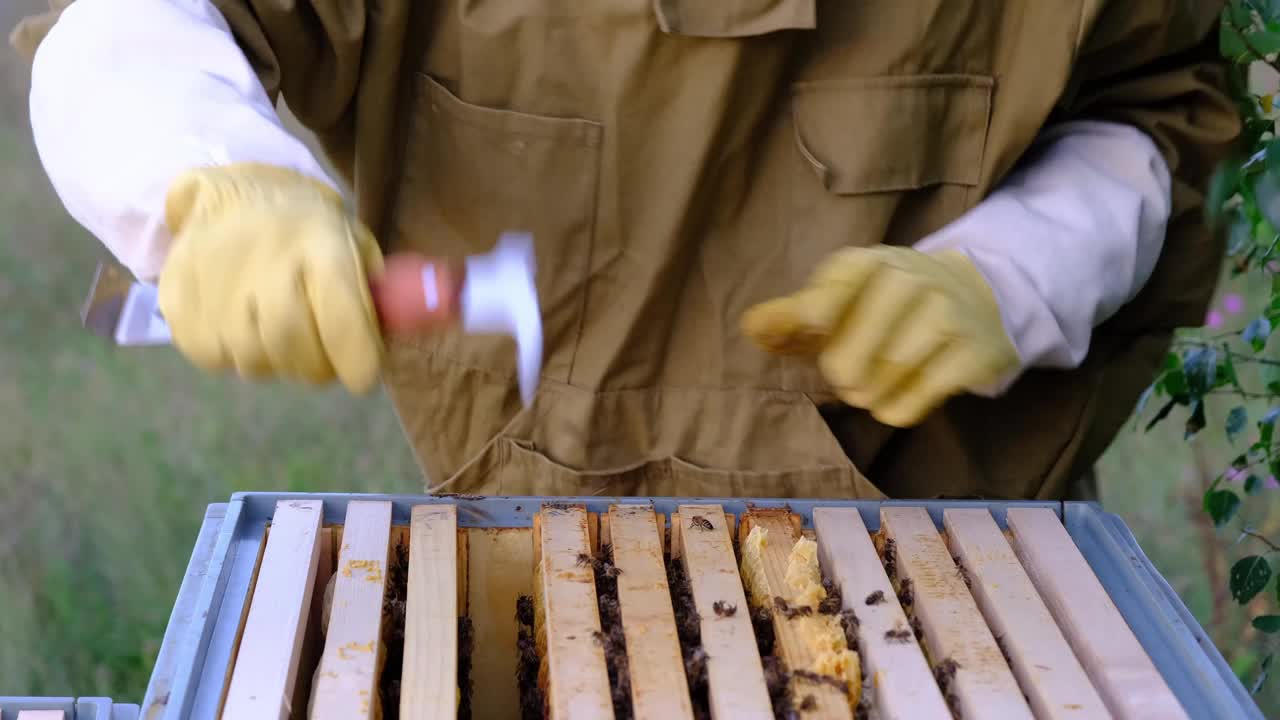 一个养蜂人，一个穿着防护服防止蜜蜂叮咬的女人，手里拿着一个装有蜂巢蜂蜜的框架。养蜂，爱护蜂房视频下载