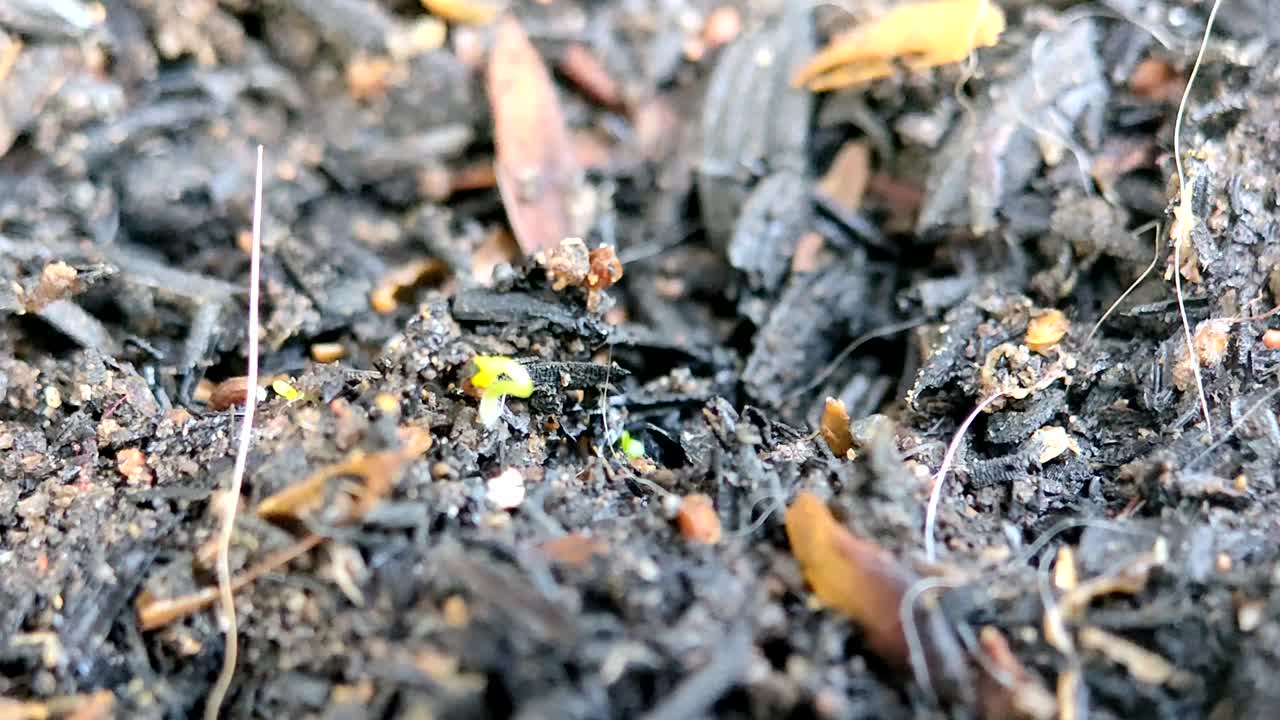 植物种子发芽视频下载