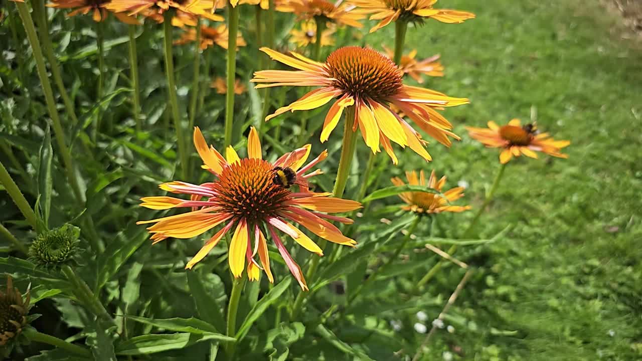 花宏上的大黄蜂。大黄蜂采集花蜜视频素材