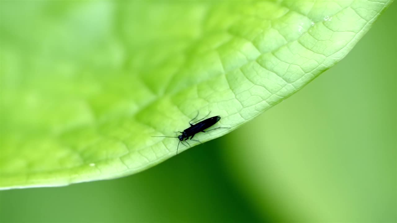 黑色的卷翅石蝇沿着绿叶的下缘慢慢向左走，相机跟着它。昆虫生命的充满活力的缩影瞬间静止，突出石蝇的孤独旅程视频素材