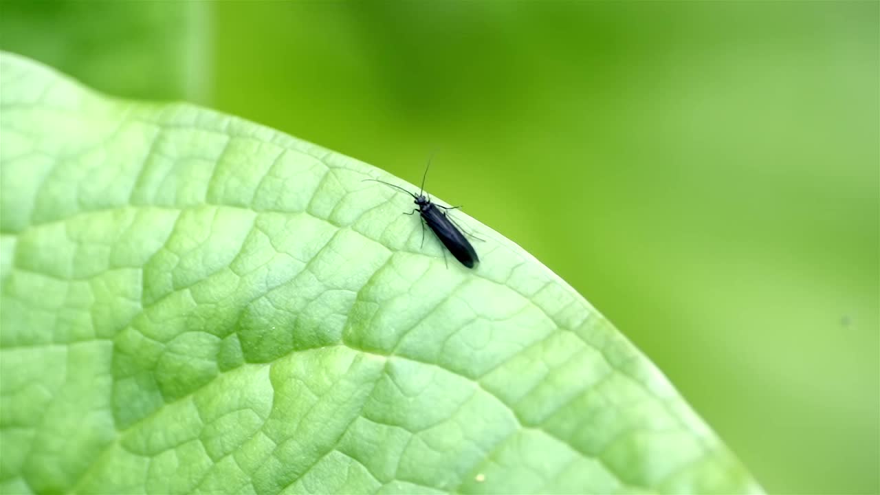 一只黑色的卷翅石蝇在一片轻轻摇曳的绿叶边缘审视周围的慢动作。小苍蝇在背景中飞来飞去，展示了昆虫生活的充满活力的缩影。视频素材