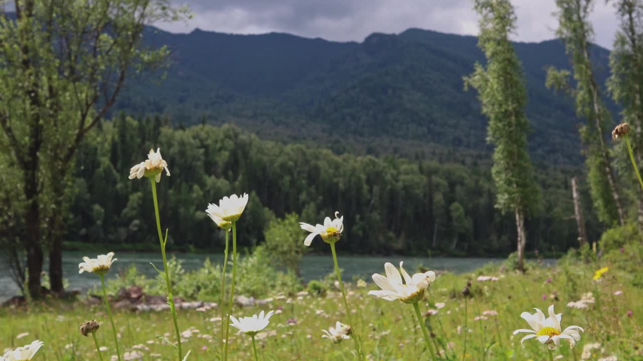 草地上的花朵映衬着群山和河流。美丽的风景在山上。视频下载