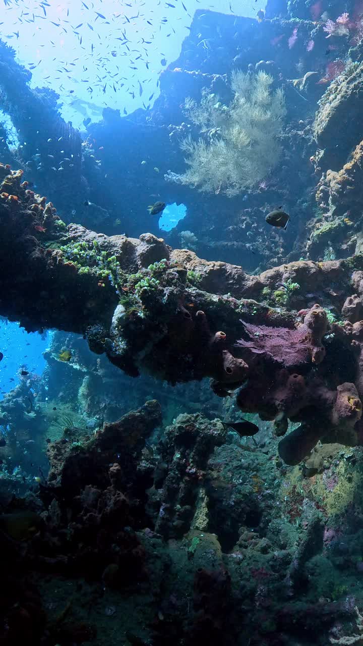 自由海难视频下载