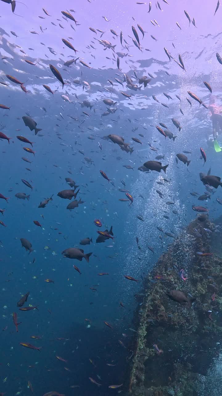 自由海难视频下载