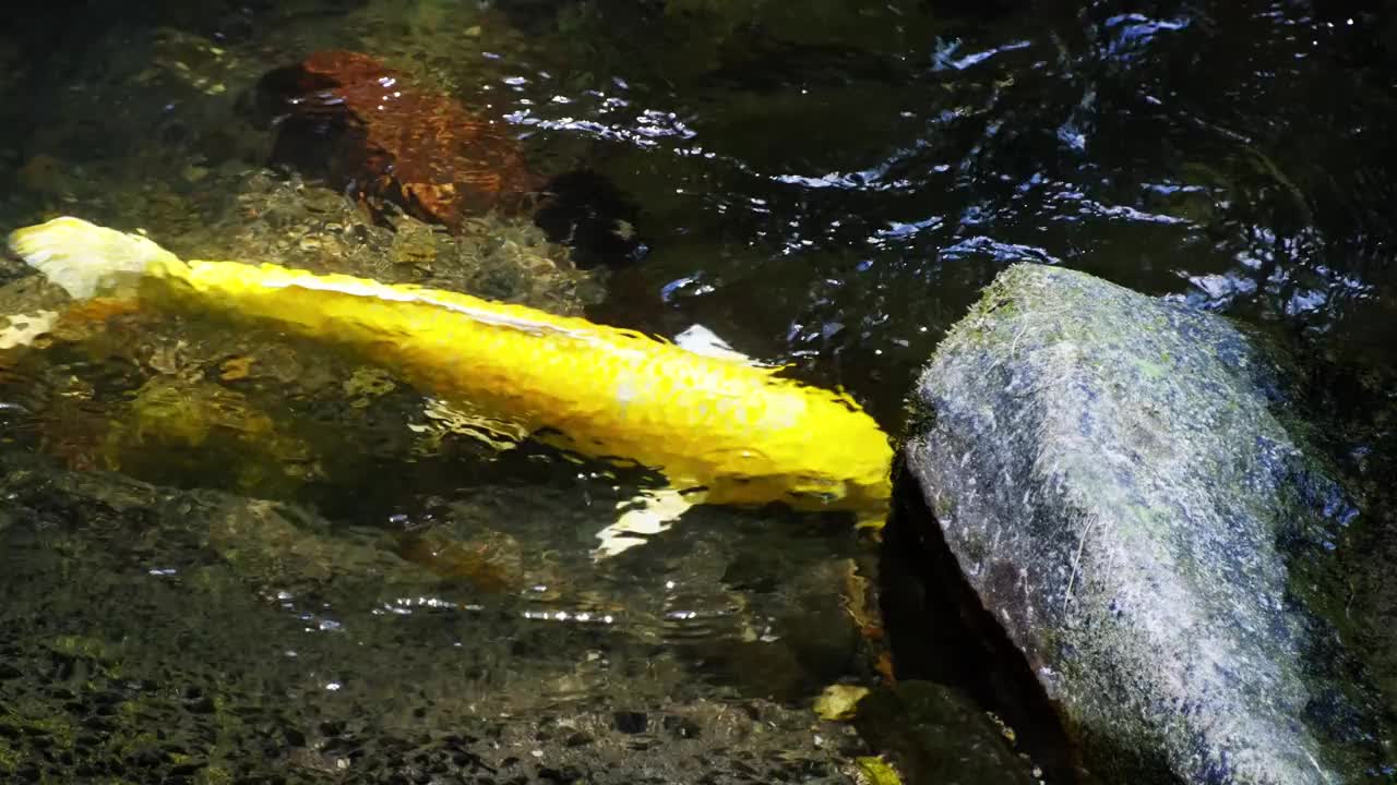 野生的金鱼在河里优雅地游来游去视频素材