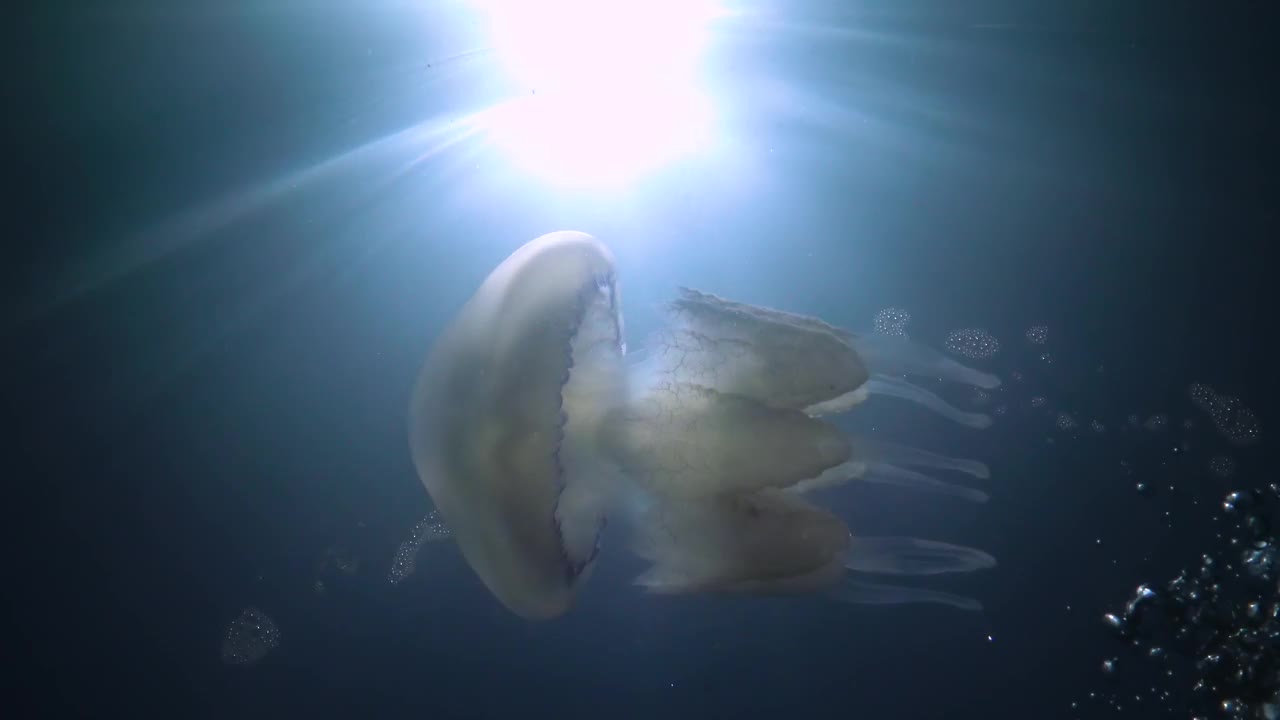 漂浮在黑海厚厚的水中(Rhizostoma pulmo)，俗称桶形水母、褶边嘴水母)视频下载