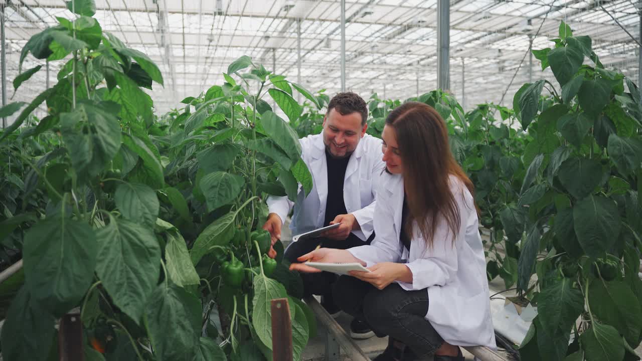 研究人员，温室实验室助理，生物学家坐在温室里种植的甜椒和蔬菜旁边，分析水培系统下水果的生长情况。触摸辣椒他们的手。视频素材