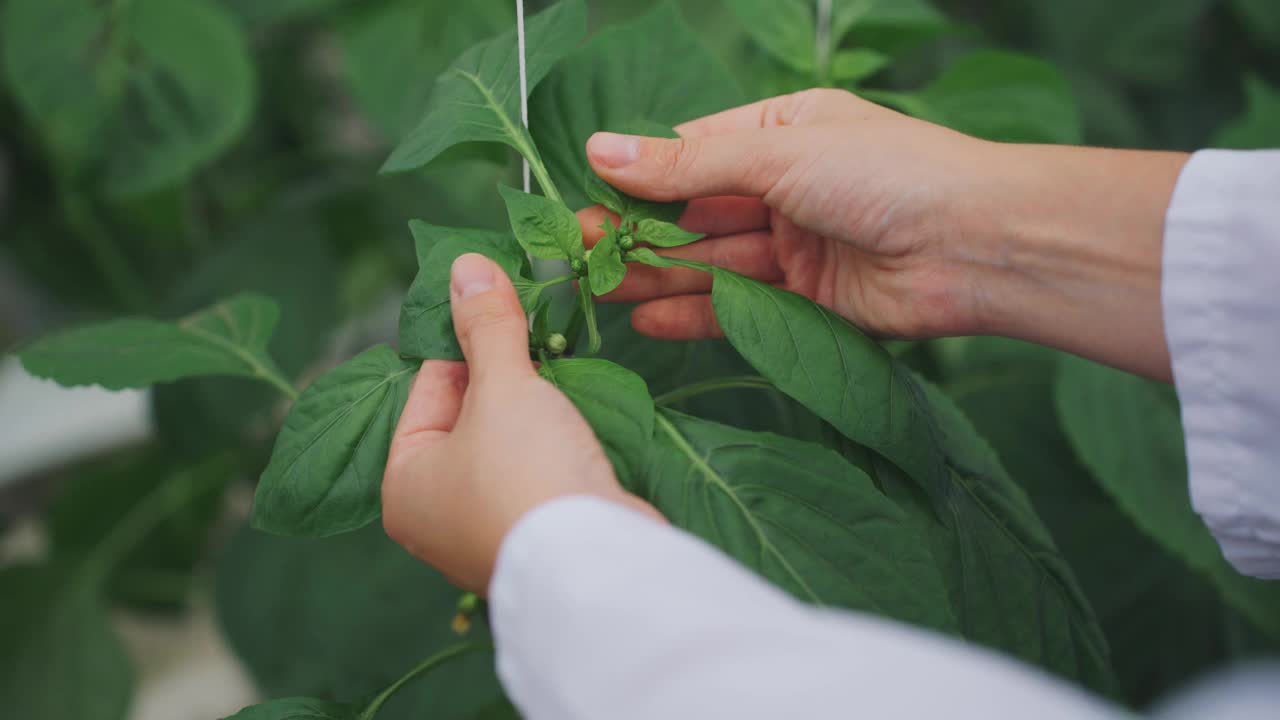 温室栽培蔬菜和植物试验。特写女性的手，农学家研究员，触摸绿色的叶子，甜椒的芽。培育新品种。环保生物技术视频素材