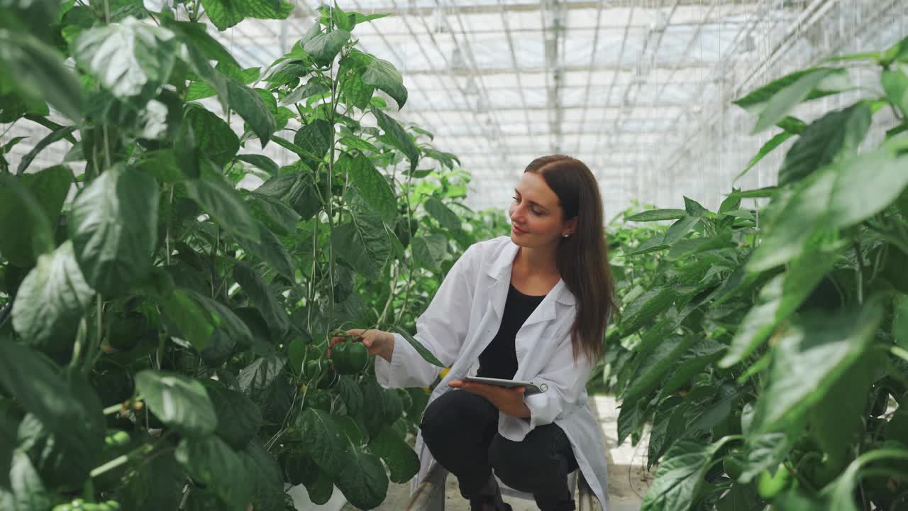 工作中的生物学家和植物学家的肖像。年轻女生物学家检查，触摸温室里的甜椒植株的茎。生物工程师在平板电脑上收集温室蔬菜生长的数据视频素材