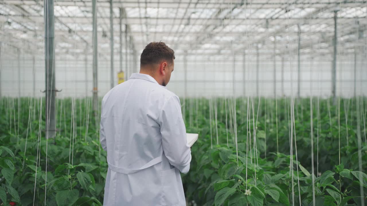 温室内生物学家的后视图。研究人员在温室里检查种植的甜椒，并做了笔记。对辣椒试验品种叶片病虫危害进行分析视频素材