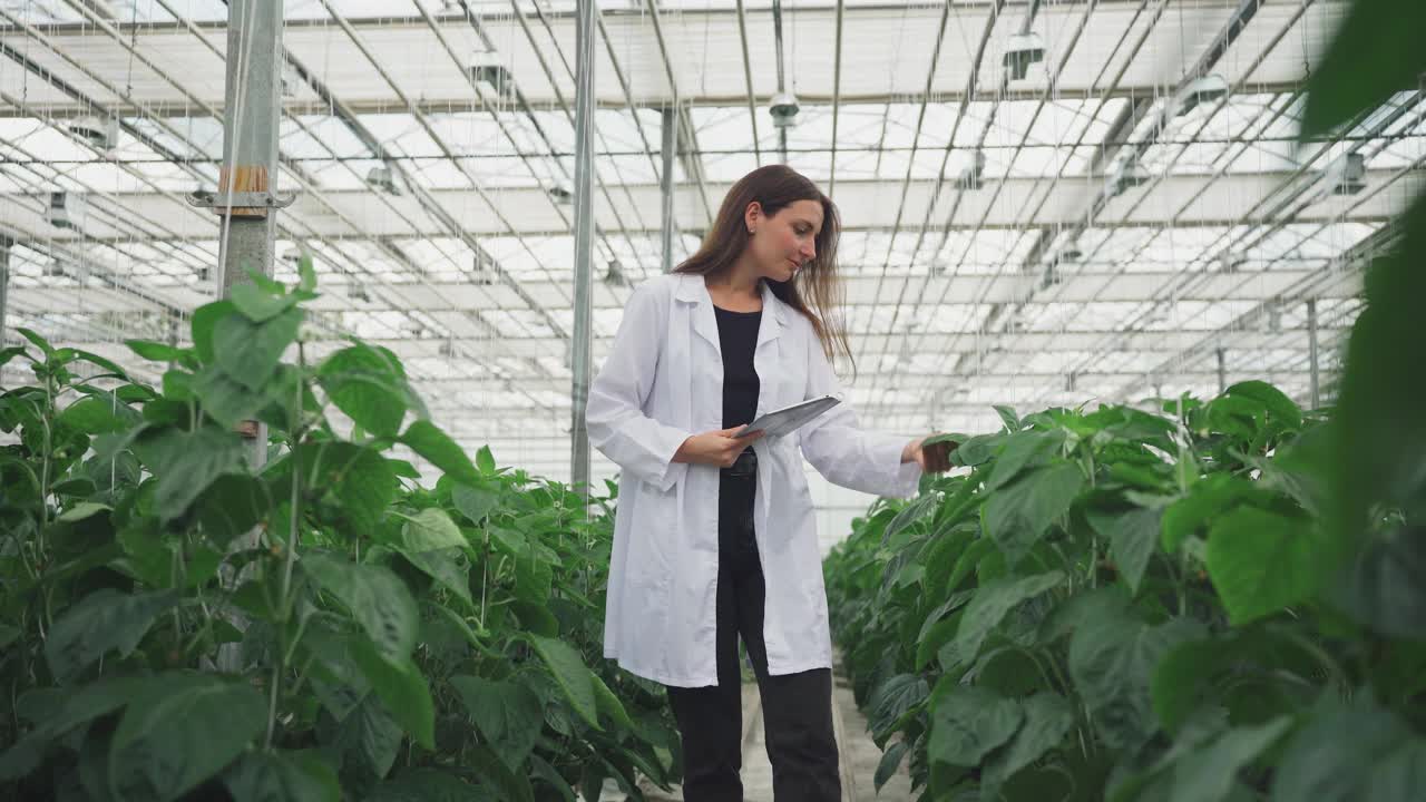 在温室种植有机蔬菜。实验室工作人员，女性生物工程研究员检查生长中的甜椒的叶子，分析，用水培系统为植物研究收集数据视频素材