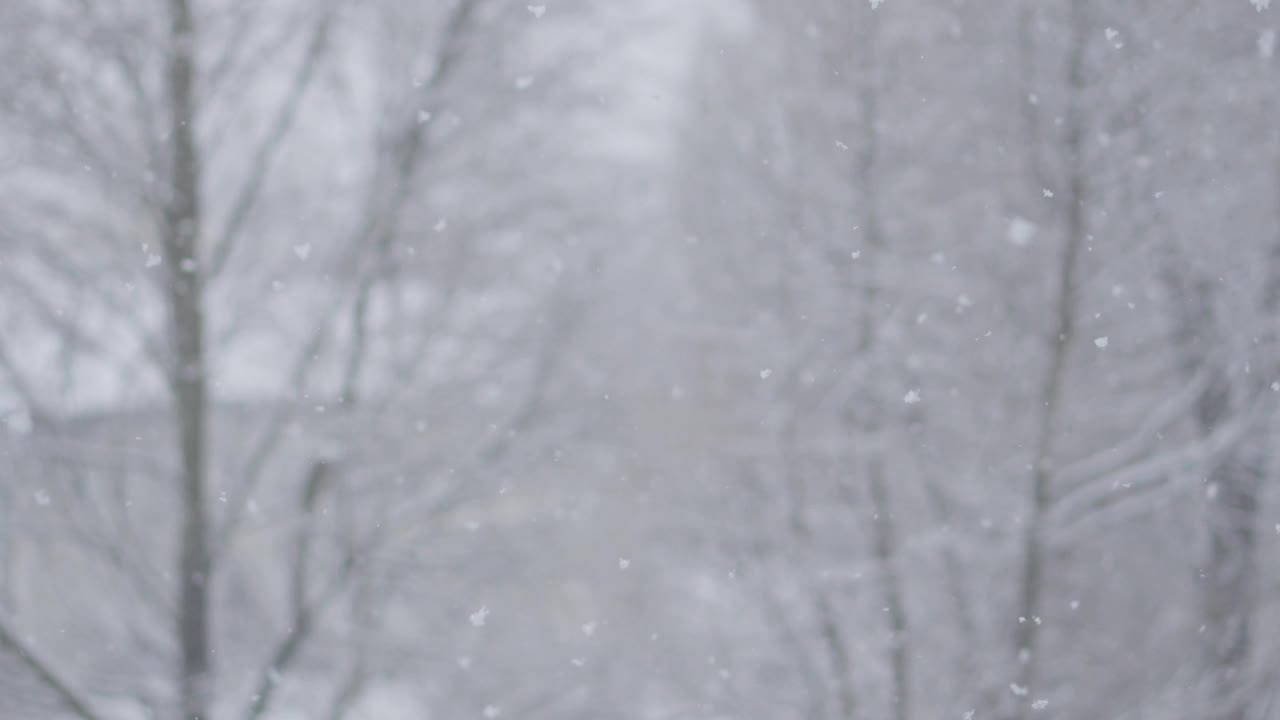 拥抱冬日森林的宁静之美，笼罩在柔软的降雪中。观看宁静的雪花在这个迷人的和平与平静的自然天堂。体验空灵的冬季仙境视频素材