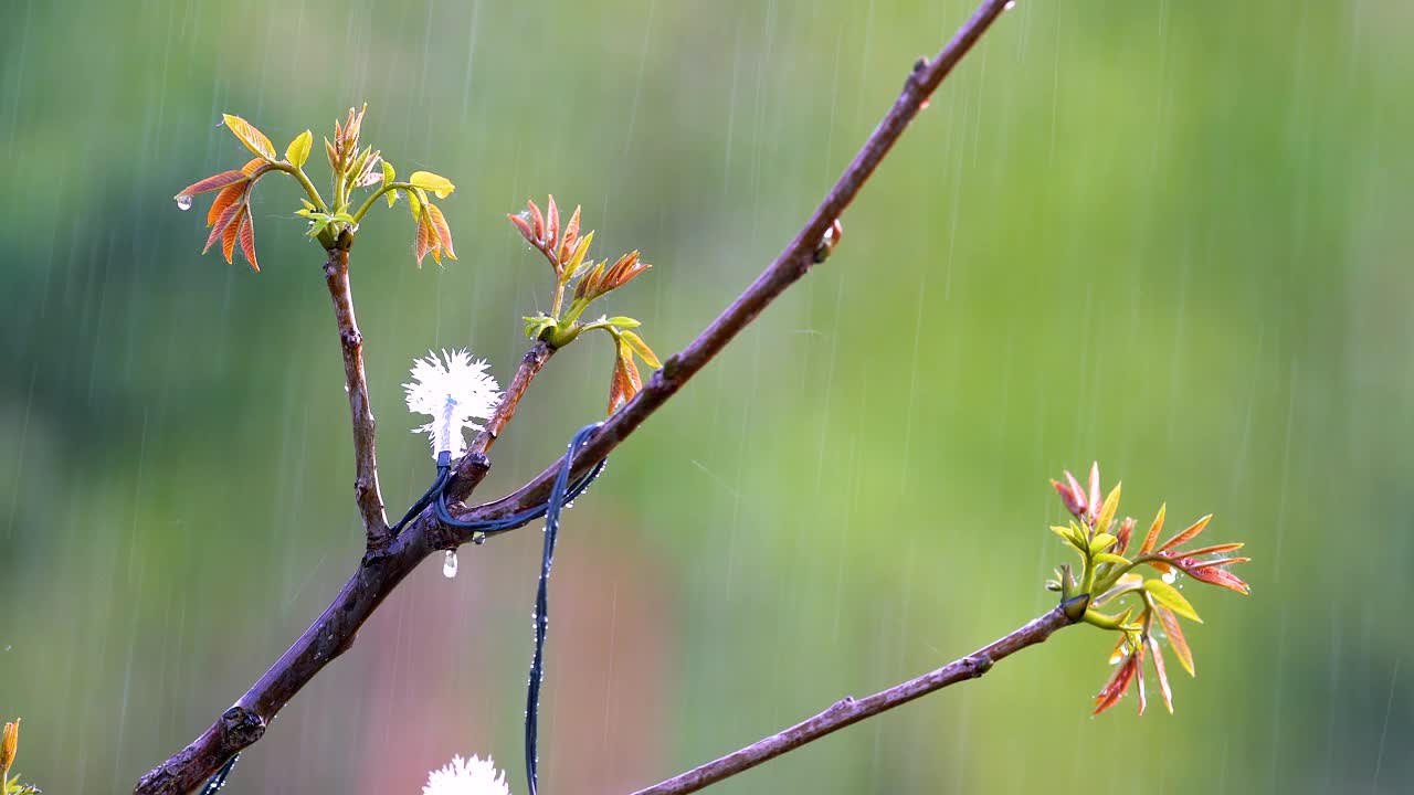 雨水特写视频与选择性聚焦。纯净和新鲜。视频素材