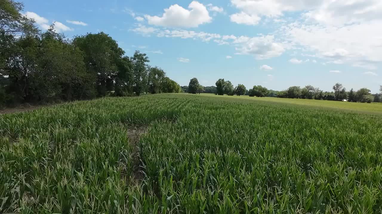 夏玉米视频素材