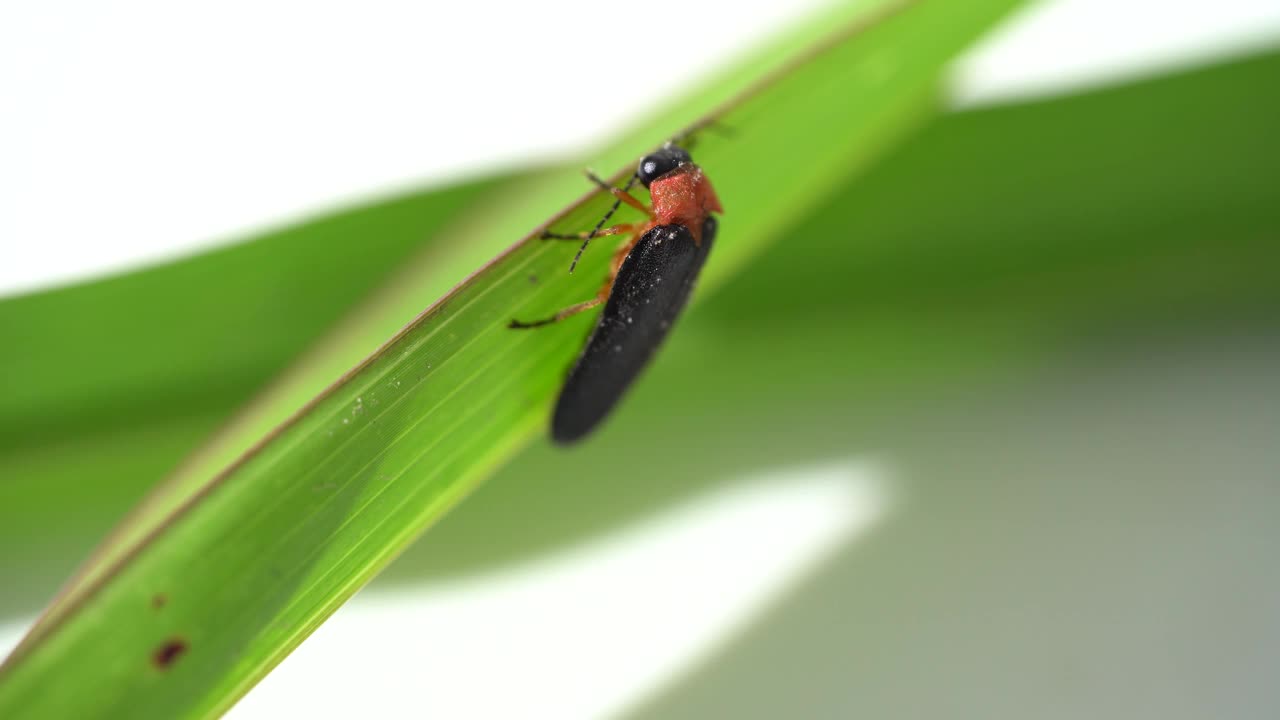 一只黑色的东方萤火虫(Photinus pyralis)在白色背景上的绿叶上爬行的特写。大自然的概念，轻昆虫视频素材