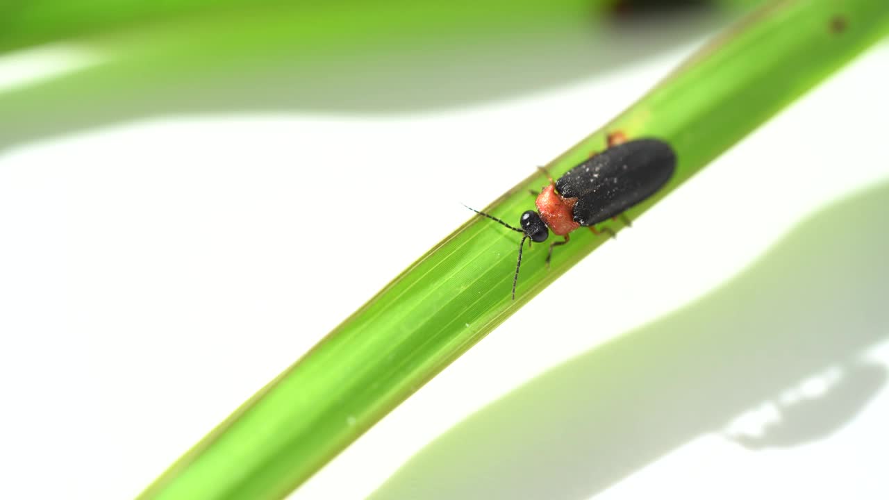 一只黑色的东方萤火虫，Photinus pyralis, Lampyridae的一个鳞茎在白色背景上的绿叶上爬行。大自然的概念，轻昆虫视频下载