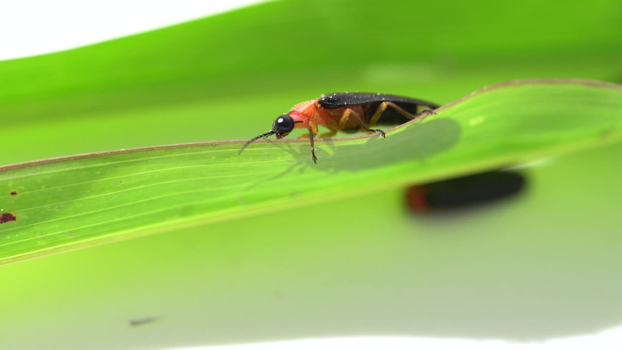 一只黑色萤火虫甲虫(Lampyridae)在白色背景上的绿叶上爬行的特写。大自然的概念，轻昆虫视频下载