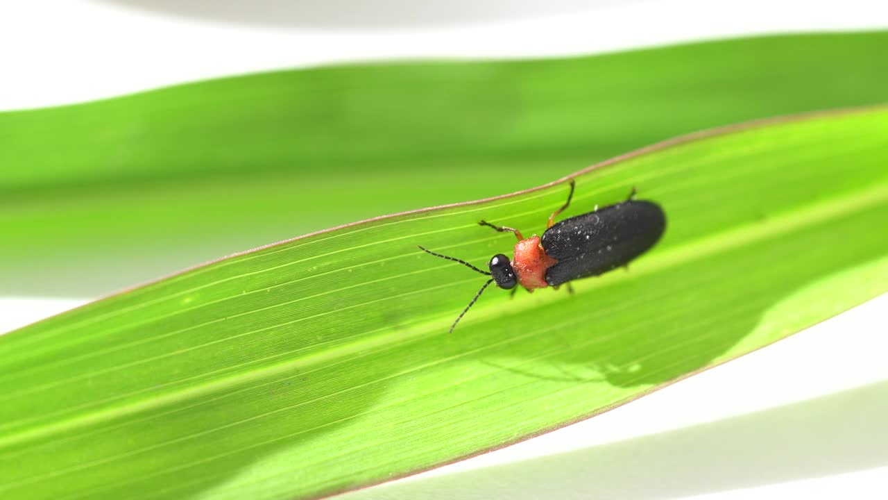 一只黑色萤火虫甲虫的特写，Photinus pyralis, Lampyridae，一个鳞茎在绿叶上移动。大自然的概念，轻昆虫视频素材