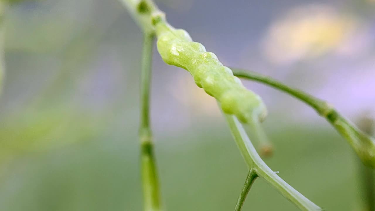 芥菜绿叶结出果实——芥菜籽视频下载