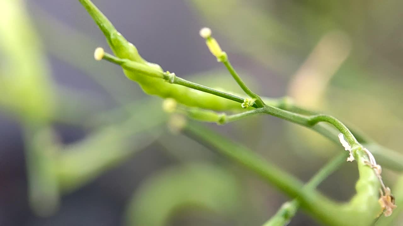 芥菜绿叶结出果实——芥菜籽视频素材