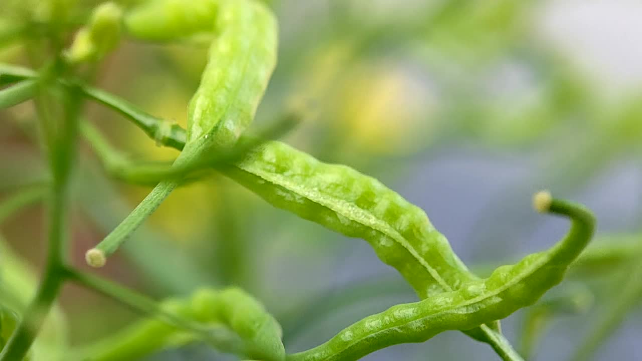 芥菜绿叶结出果实——芥菜籽视频素材