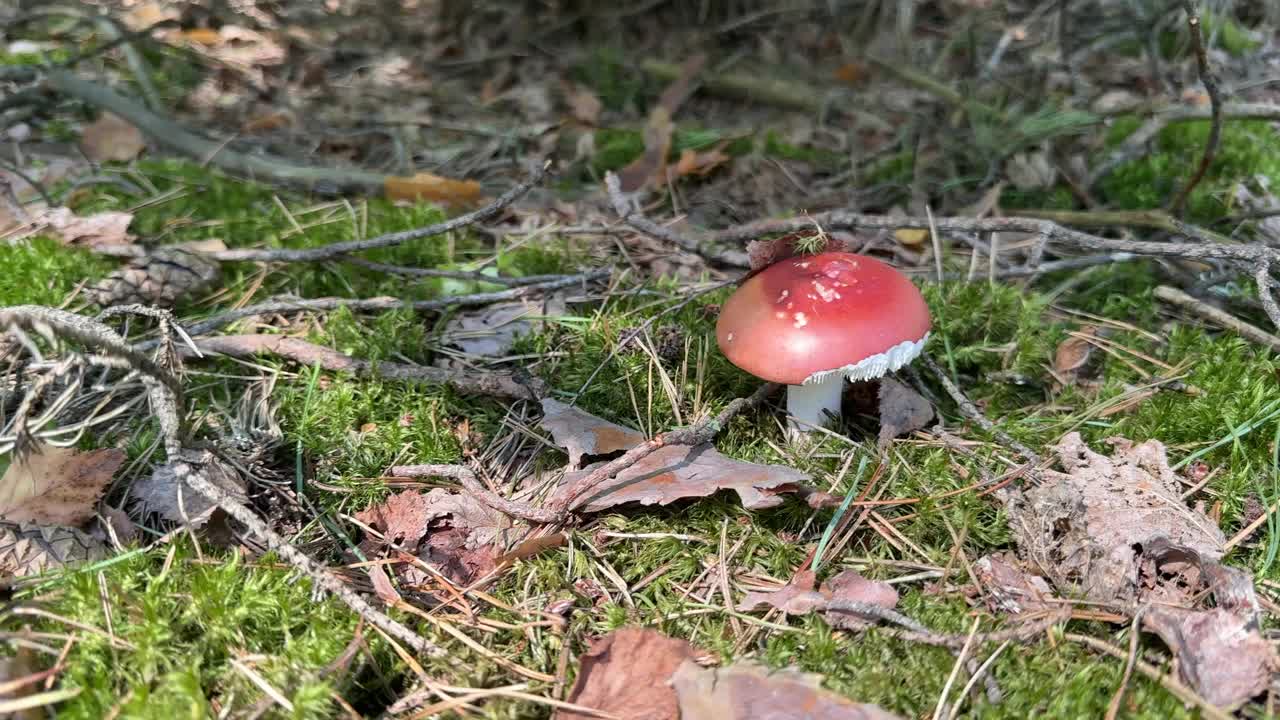 乳帽菇生长在森林里的苔藓中。特写镜头视频素材