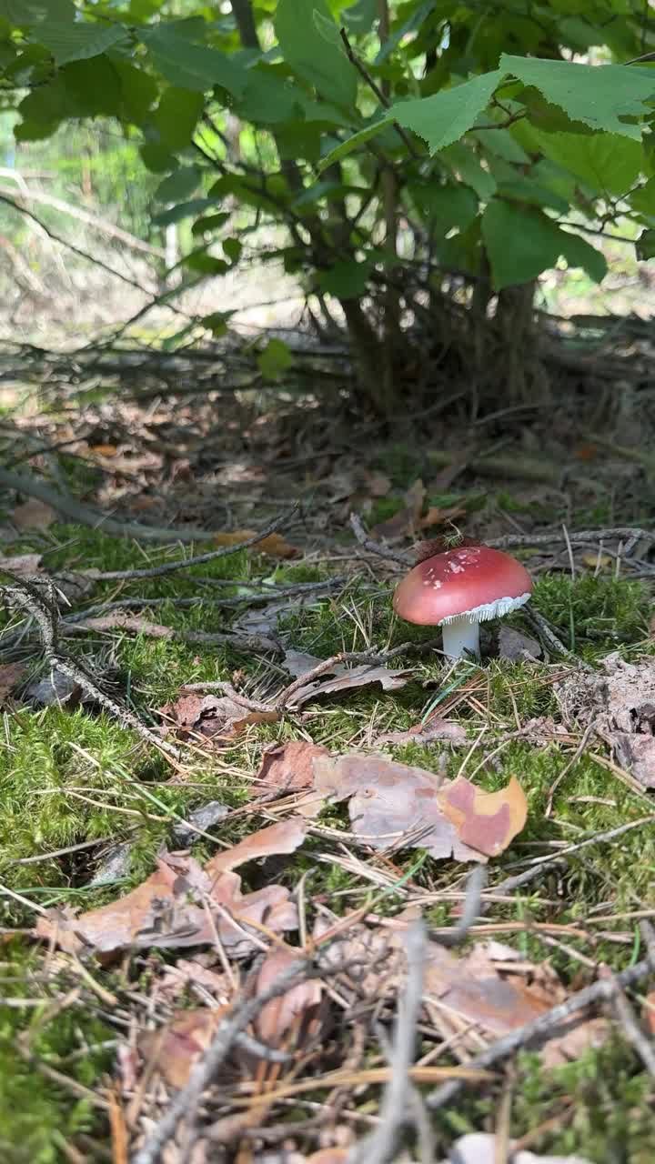 乳帽菇生长在森林里的苔藓中。特写镜头。垂直视频。视频素材