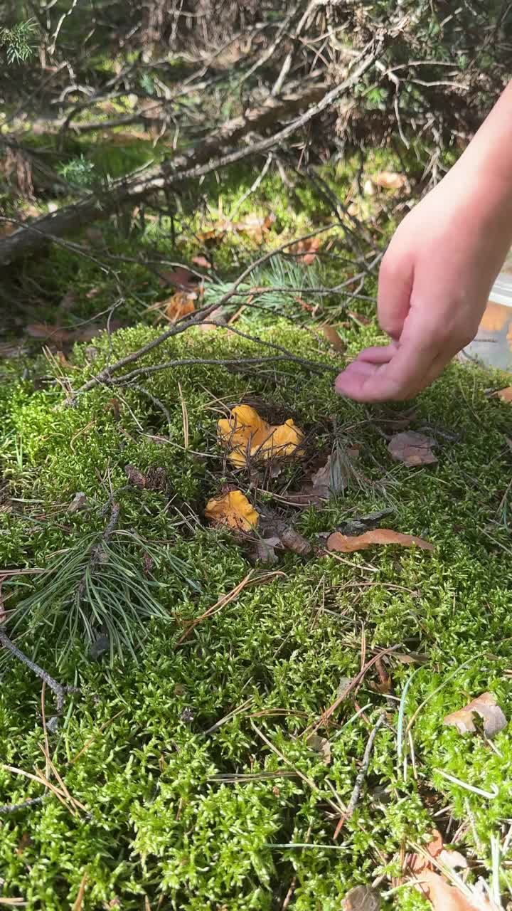 鸡油菌生长在森林里的苔藓中。一个男人正在摘蘑菇。特写镜头。垂直视频。视频素材