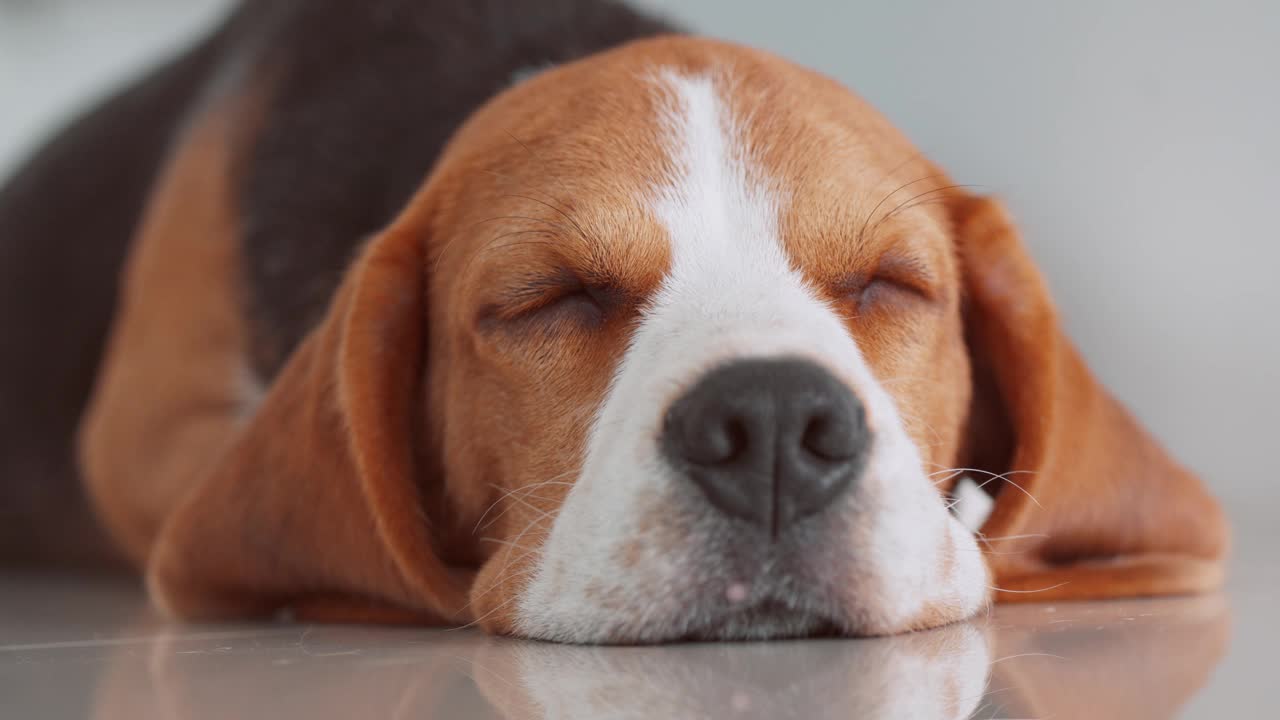 可爱的小狗小猎犬在家里的地板上打瞌睡。萌宠概念视频素材