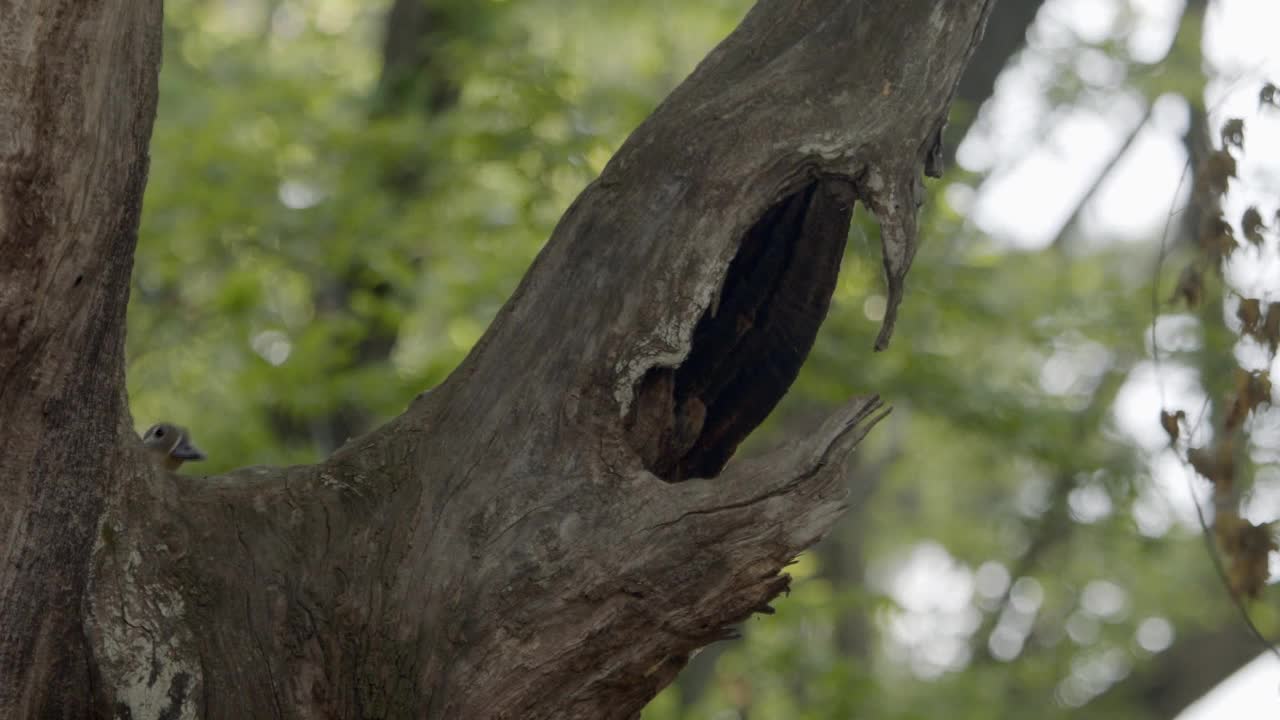 树上行走的鸟/韩国视频素材