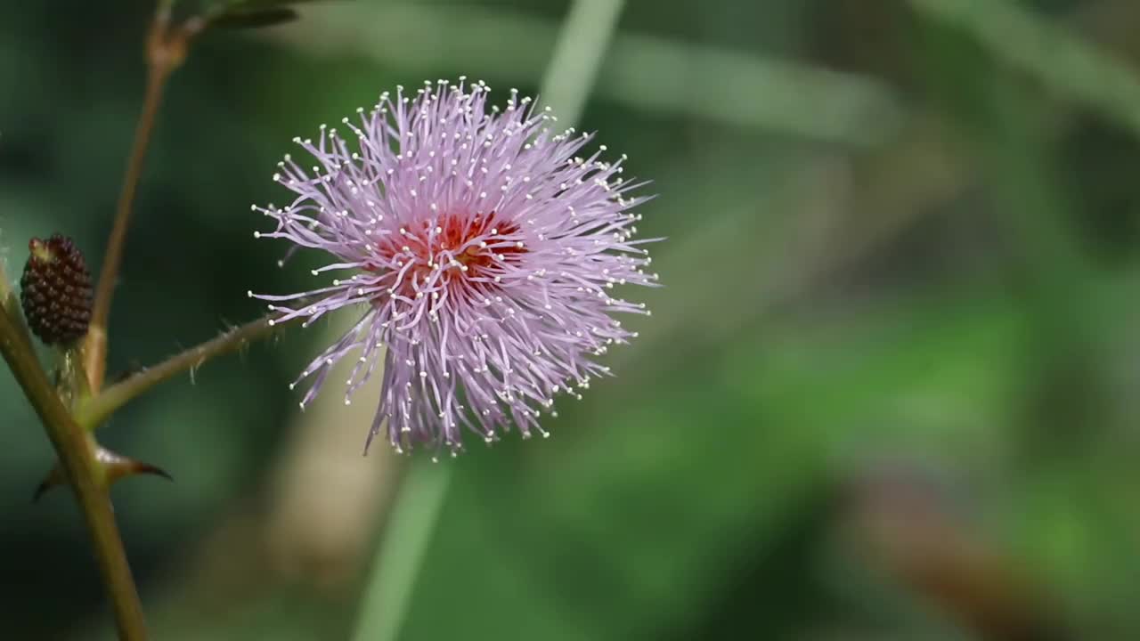 特写不要碰我的植物花或含羞草，也被称为沉睡植物或敏感植物视频下载