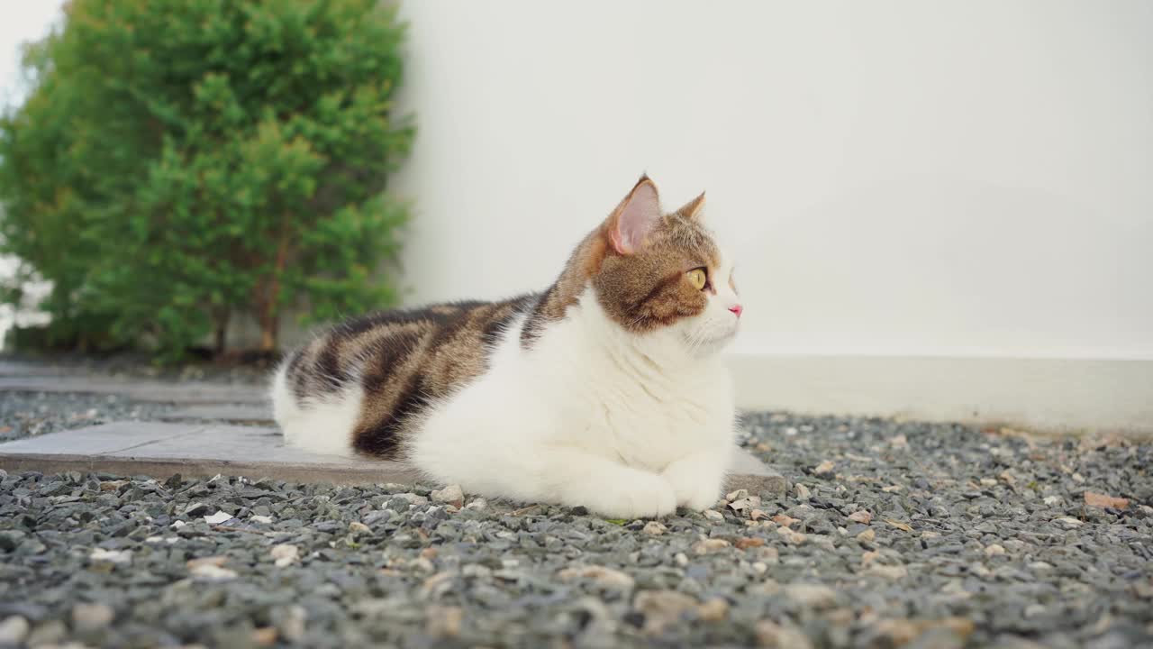 宠物护理理念，苏格兰猫的游戏和快乐的感觉在花园视频下载