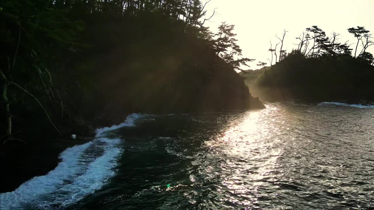 日出的阳光透过树木洒向大海视频素材