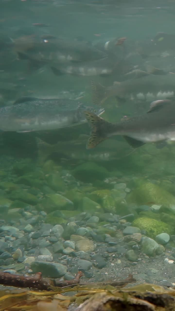 在宁静的河流生态系统中探索充满活力的水下生物视频素材