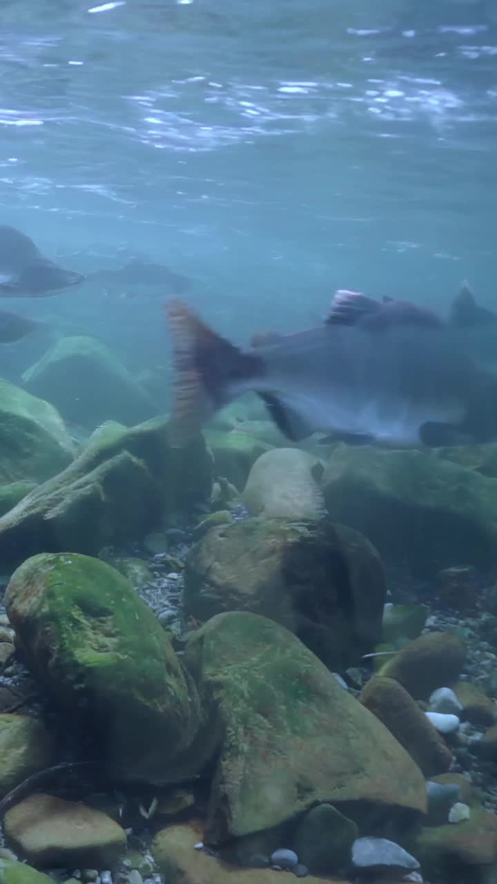 在海浪下:鲑鱼群滑行在岩石水下地形视频素材