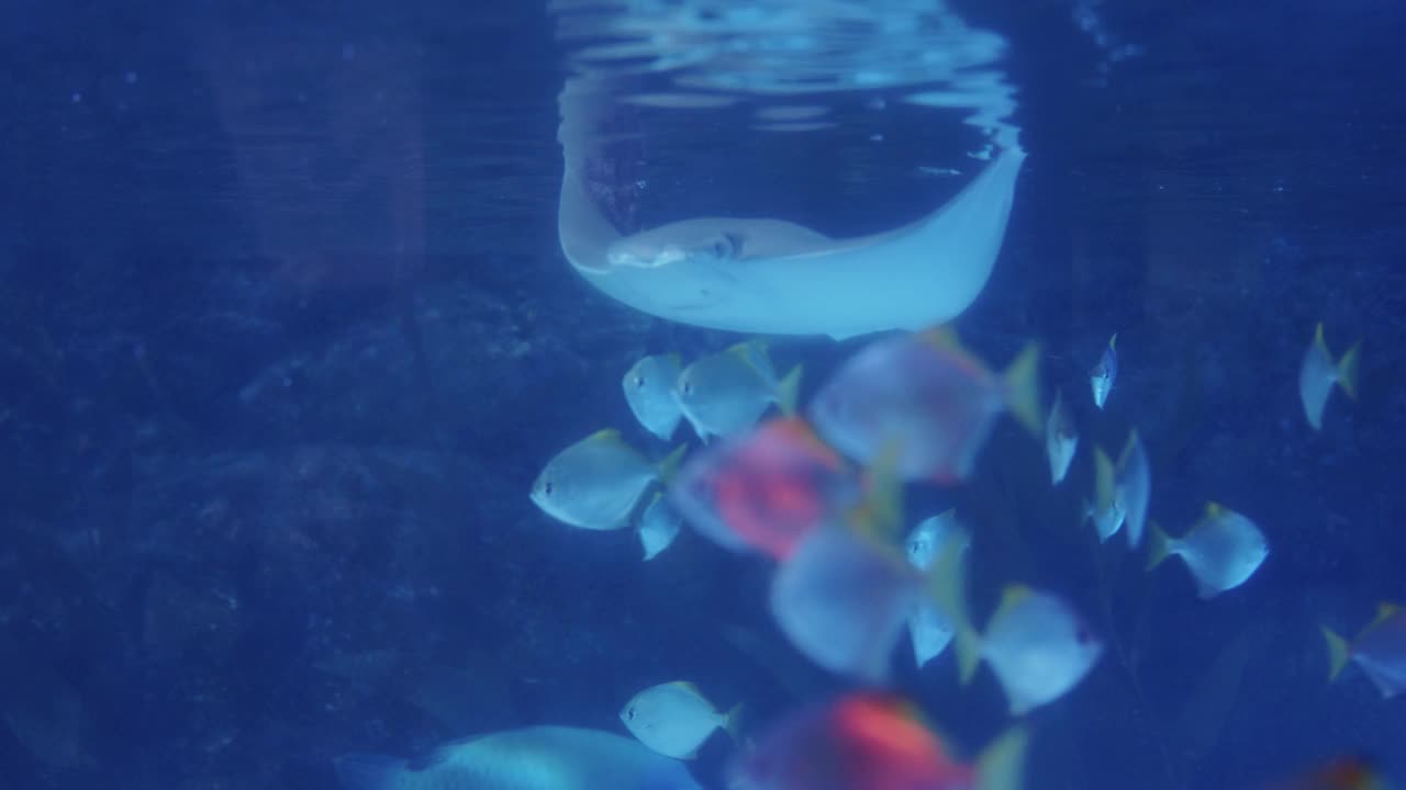 黄貂鱼和小鱼在水族馆里游泳视频素材