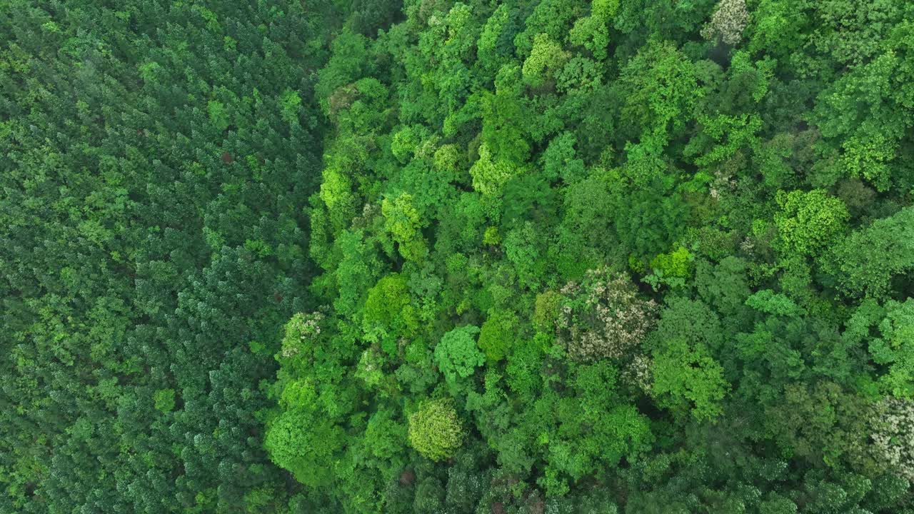 中国贵州绿色森林景观鸟瞰图视频下载