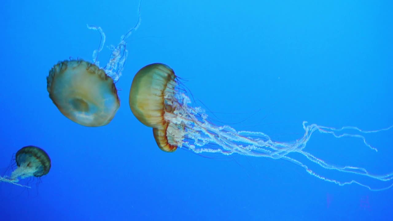 水母游泳视频下载