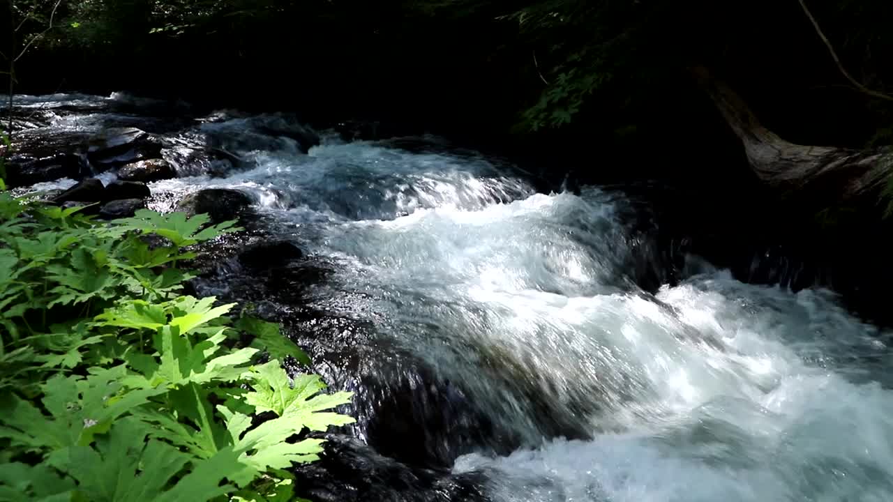 阳光山溪视频下载