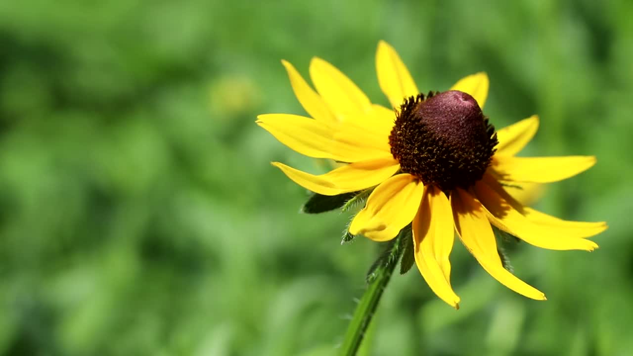 黑眼苏珊花视频下载