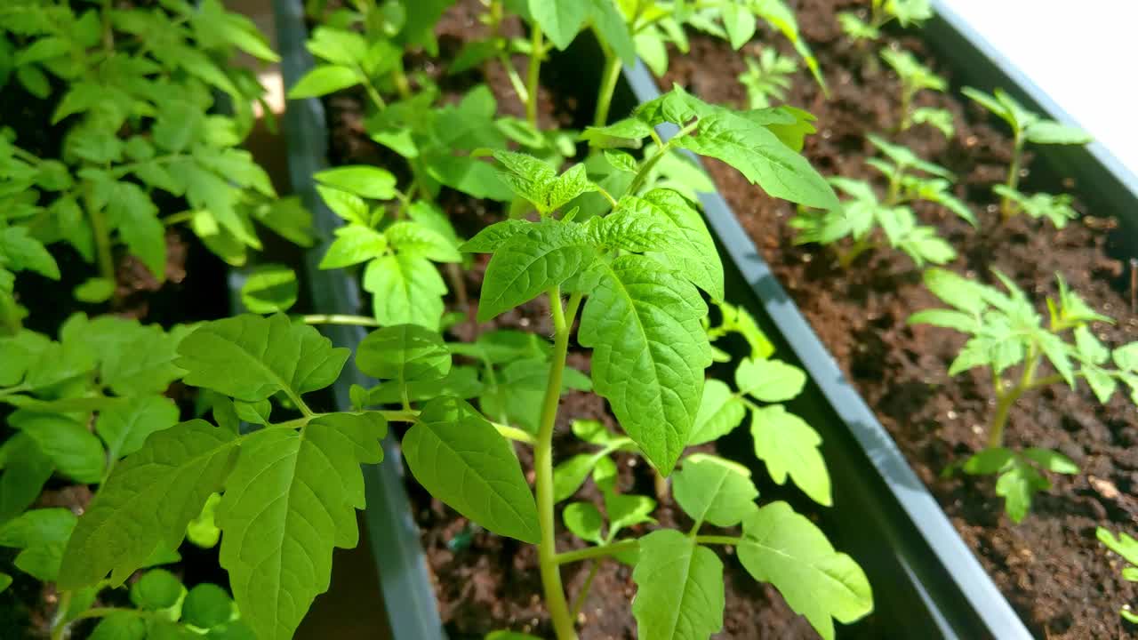 在花园床上生长的番茄幼苗:植被和可持续性概念视频下载