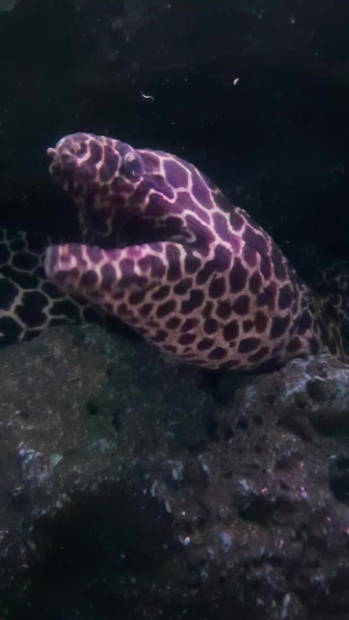 巨大的海鳗在深海与珊瑚视频下载